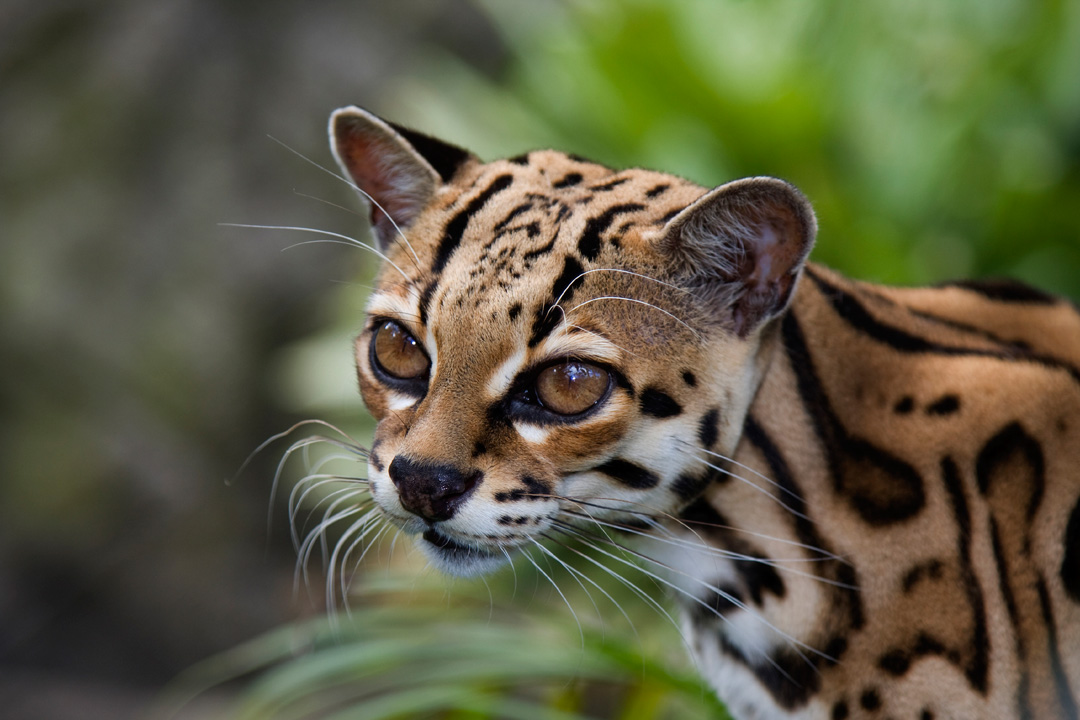 A margay A margay - a small wild cat with leopard markings and large eyes
