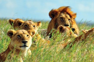 A pride of lions sitting together in the long grass in a game reserve