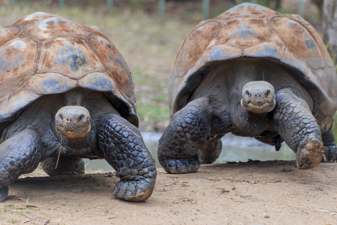 Two giant Galapagos tortoises walking side by side