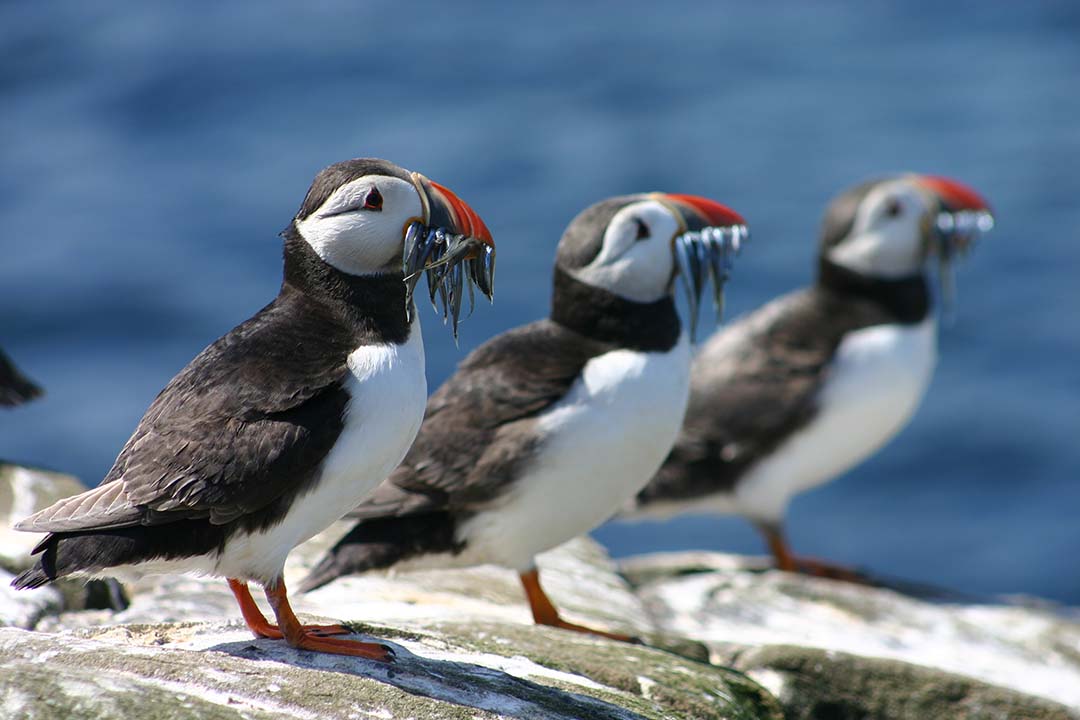 Atlantic Puffins Three Atlantic puffins on rocks, one carrying small fish in its beak
