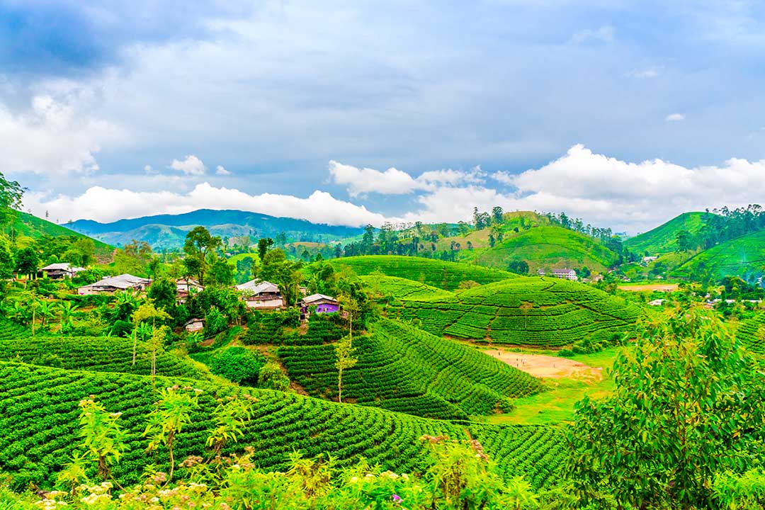 Tea fields with houses and trees on horizon Tea fields with houses and trees on horizon