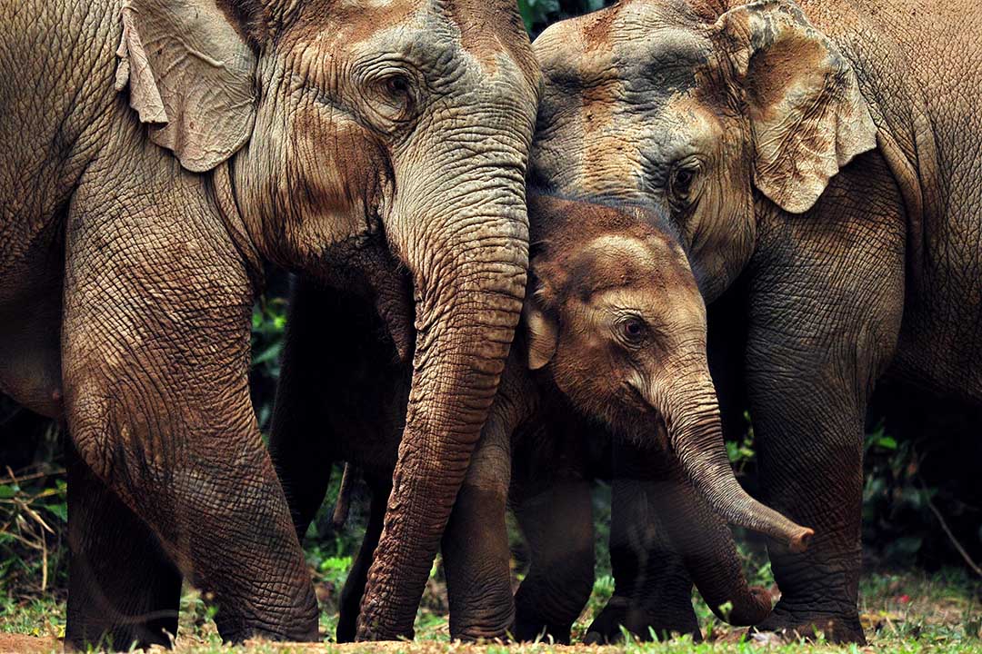 Sri Lankan elephant family Sri Lankan elephant family