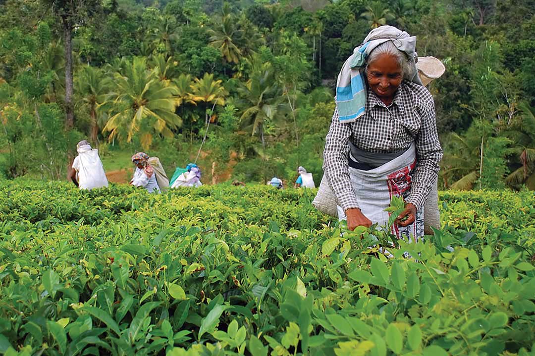 Tea Workers at the Tea Plantation in Sri Lanka Tea Workers at the Tea Plantation in Sri Lanka