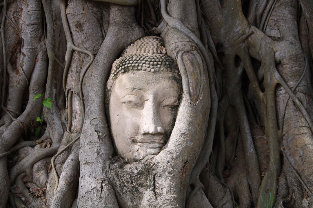 Ayutthaya Stone Buddha face nestled among the tangled tree roots at Ayutthaya’s historic temple ruins in Thailand