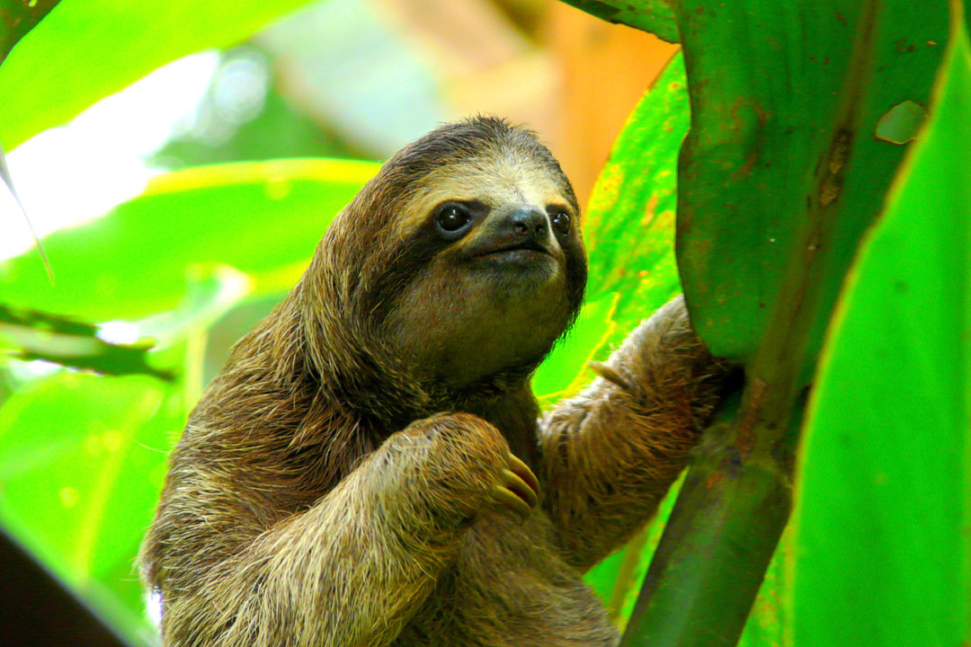 A sloth A sloth pausing for a moment in greenery