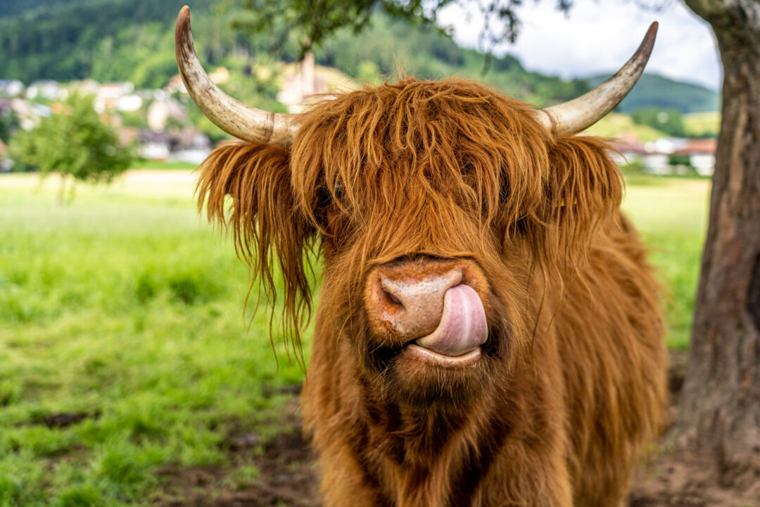 Shaggy Highland cow with long horns standing in a grassy field, Scotland