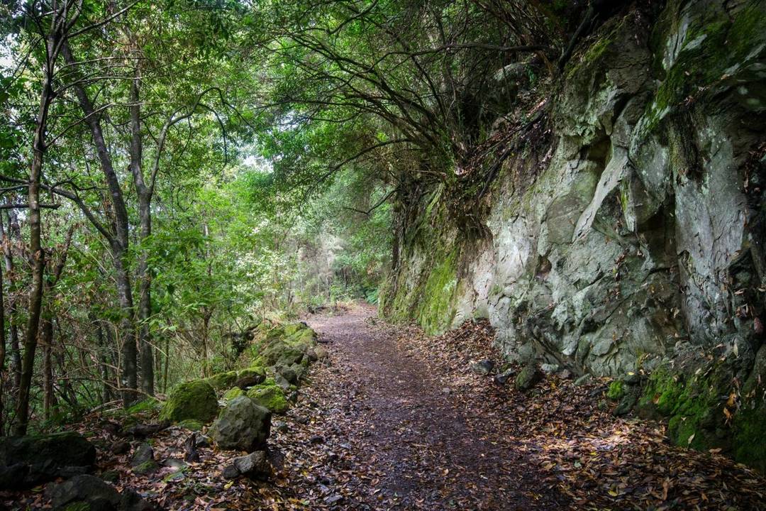 Cubo de la Galga Forest A woodland pathway through a forest, with a rocky wall on the right side