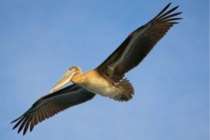 A pelican bird with a large black wingspan, white underbelly and large beak with a pouch