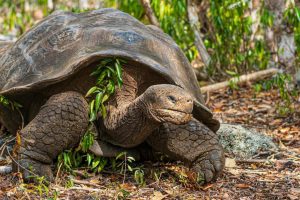 A Giant Tortoise walks along a forest floor