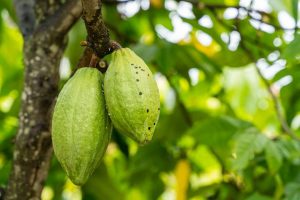 Bright green cocoa bean pods hang off a tree