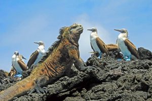 A close of of a lizard basks in the sun on a black rock with birds in the background