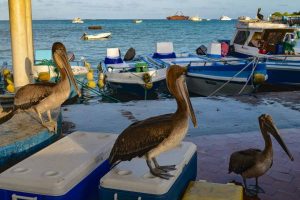 Three pelicans stand on fishermen's boxes with fishing boats in the background