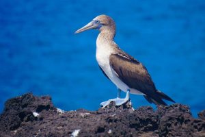 A blue-footed Booby stand on black rock. The short bird has blue webbed feet and bill and white chest and black wings
