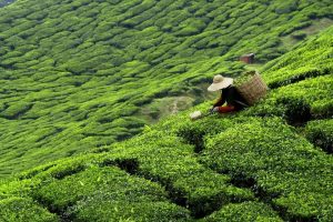 A huge tea plantation covers the land like a lush green carpet with a tea worker in the middle picking tea leaves in a wide-brimmed hat and a wicker basket on their back