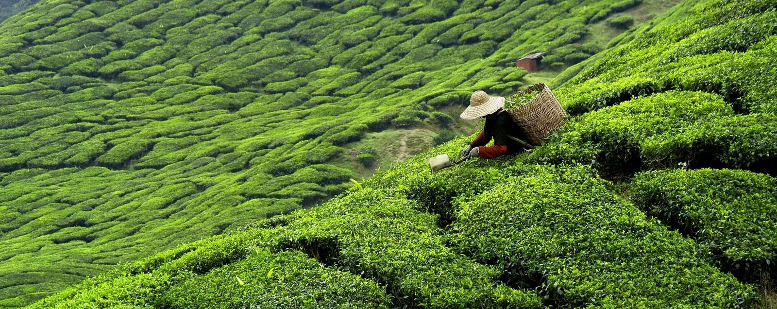 A huge tea plantation covers the land like a lush green carpet with a tea worker in the middle picking tea leaves in a wide-brimmed hat and a wicker basket on their back