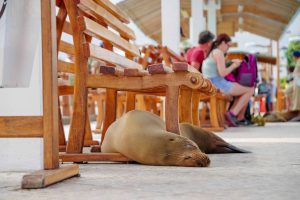 A seal sleeps under a wooden bench on a concrete floor