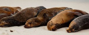 A row of sleeping seals in the sand