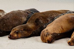 A row of sleeping seals in the sand