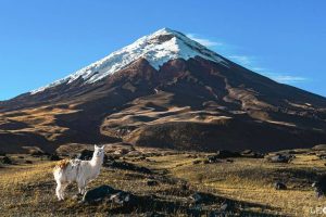 A snow-peaked mountain rises up in the distance and a lone white alpaca stands in the foreground