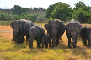 A family of elephants walk through tall grass