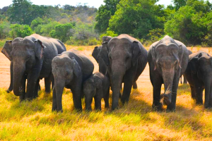 A family of elephants walk through tall grass Elephants in Minneriya National Park