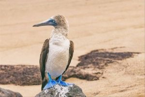 A medium sized white and grey bird with sharp beak and bright blue feet stood on the sand