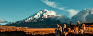 A snow capped conical volcano with grasslands in the foreground and a herd of Llama