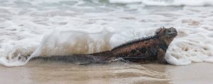 Black marine iguana lying in the foaming surf on the sandy beach
