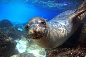 An underwater close up picture of a seal swimming