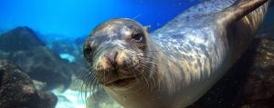 An underwater close up picture of a seal swimming