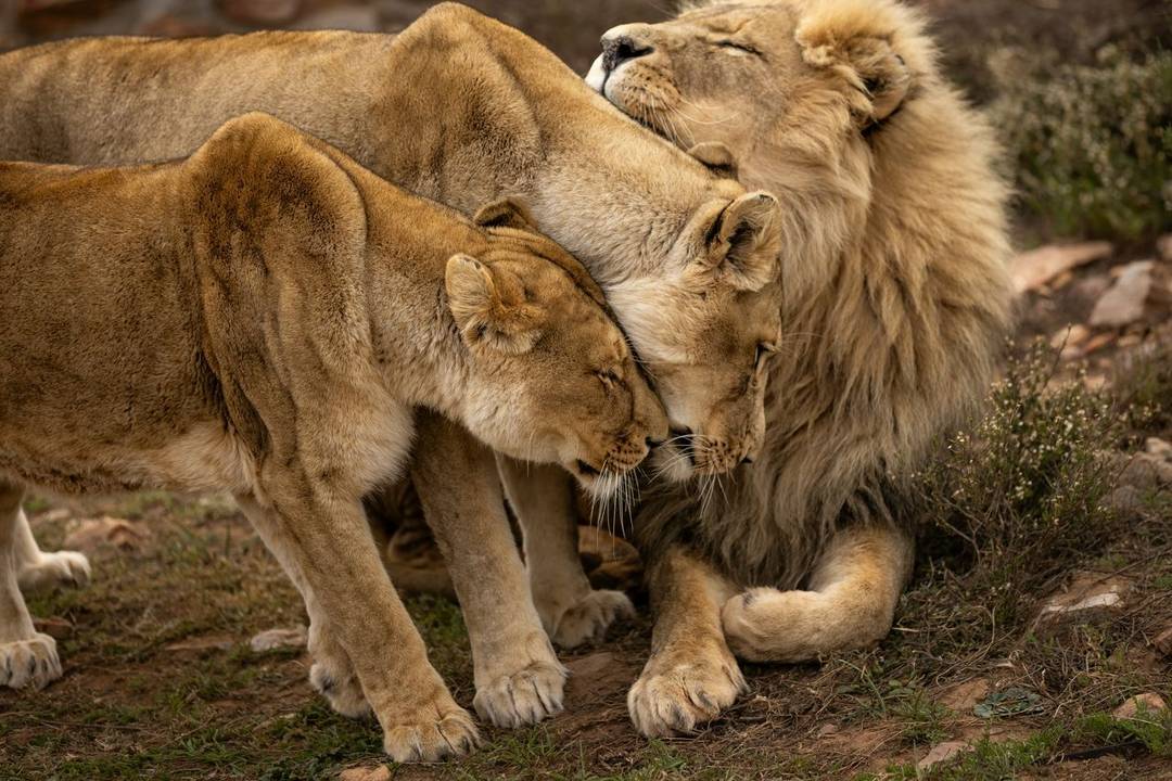 Close up of two lionesses rubbing faces with a long-maned lion
