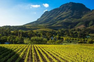 Large bright green vineyard in the foreground with lush green mountains in the background and a bright blue sky with fluffy clouds.