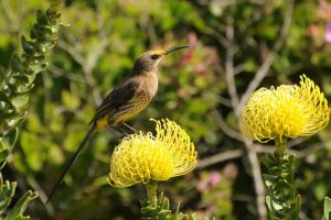 Small bird with long beak and tail, with a yellow head, perched on a bright yellow flower.