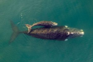 Birds eye view of a large whale with a calf by her side on the surface of a deep aqua green sea