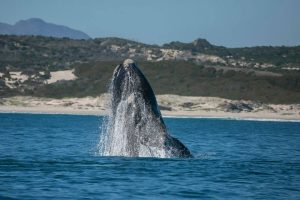 Humpback whale breaching off the coast with a shoreline and mountains behind.