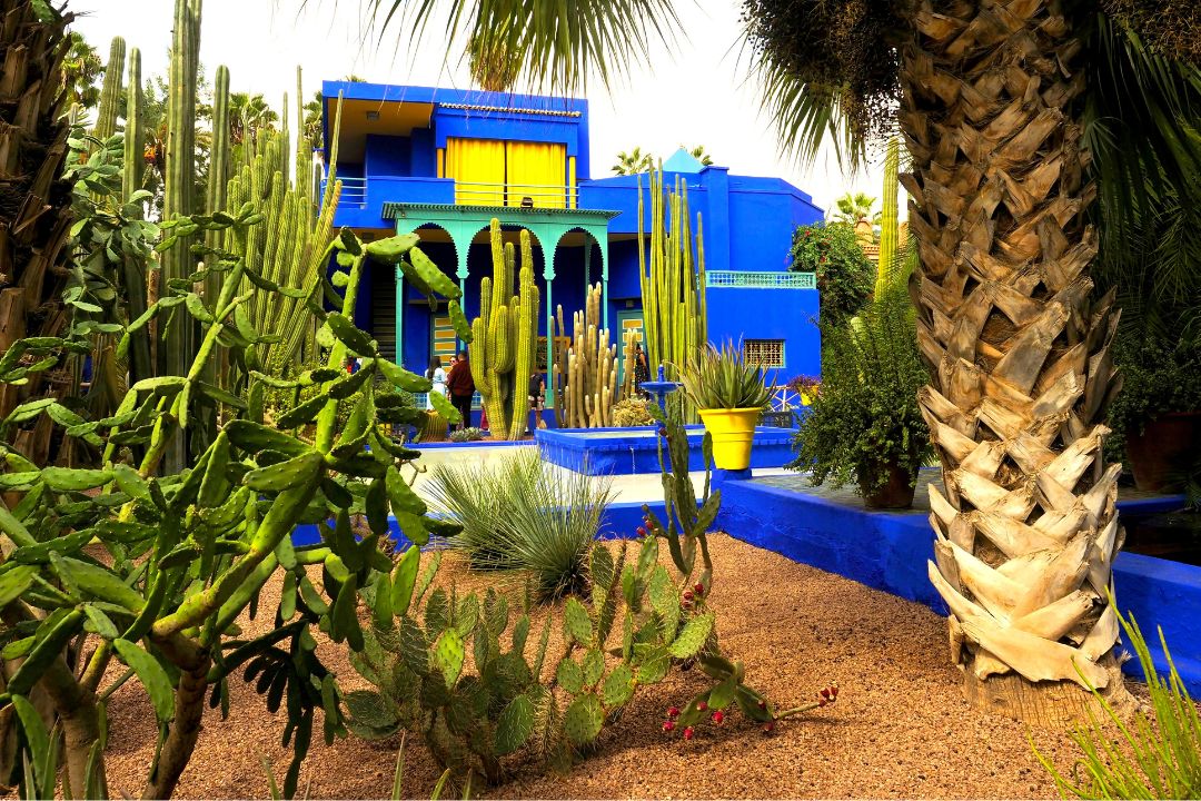 Cobalt blue building in the background with lush palms and cactus in the foreground