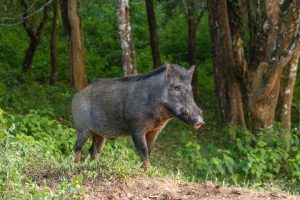 A wild boar emerges from the bush in the Periyar National Park forest