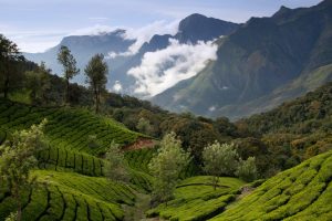 Green tea plantations in the mountains of Munnar