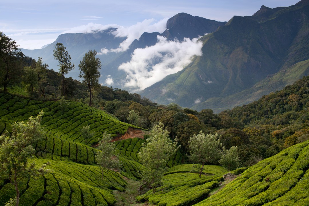 Green tea plantations in the mountains of Munnar