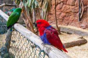 Two parrots – one bright green, and one bright red and blue – perch atop a wooden fence