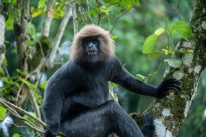 A curious Nilgiri langur monkey in the Periyar National Park forest