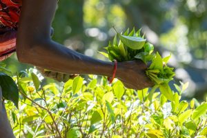 Close-up of hands holding fresh green tea leaves. Manual tea harvesting on a plantation