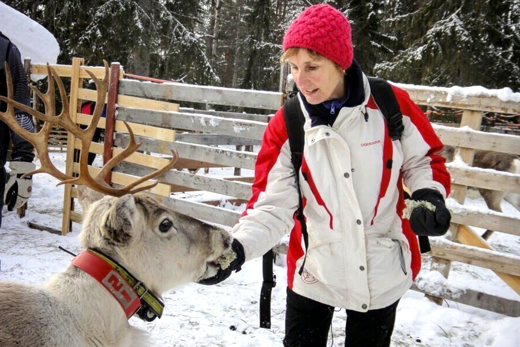 A woman feeds a reindeer at a farm enclosure