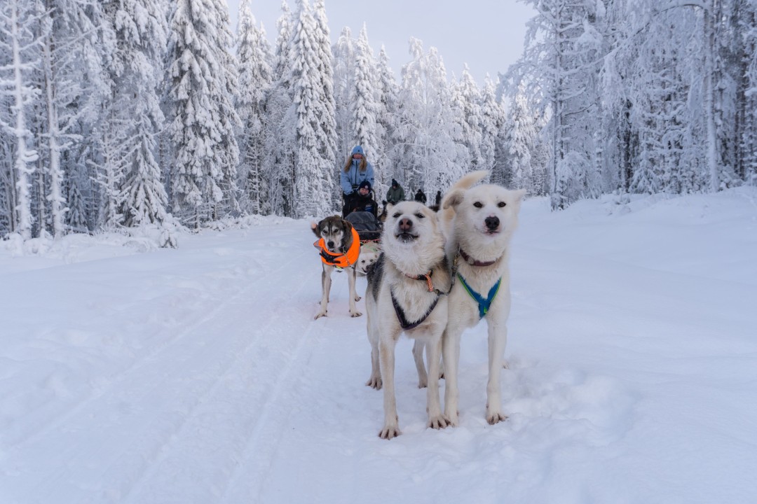 A team of huskies pulls travellers along a forest trail through the winter wilderness