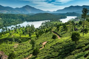 Rolling green tea plantations surrounding a calm reservoir, with forested hills and mountains in the distance beneath a blue sky