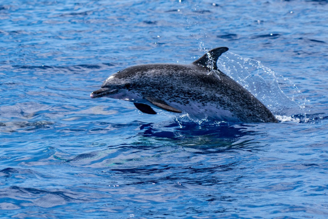 Leaping Dolphin A dolphin breaks through the surface of the sea, sending spray into the air during a wildlife encounter off the coast of Madeira