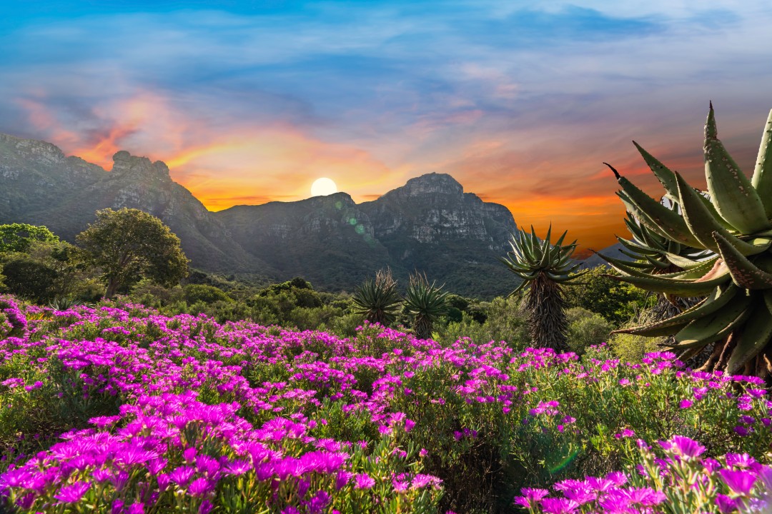 Bright pink flowers and sculptural aloes in Kirstenbosch National Botanical Garden, with Table Mountain silhouetted against a colourful sunset sky