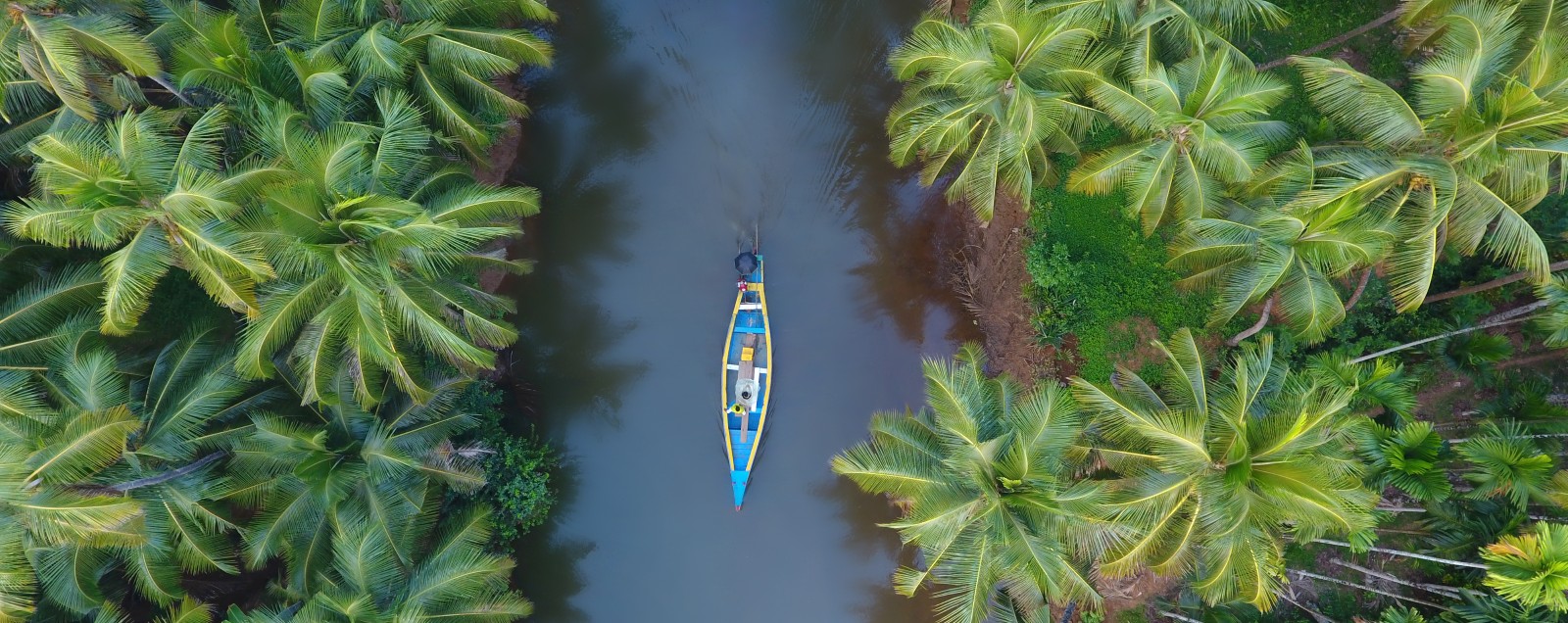 Aerial view of a narrow blue and yellow boat travelling along a calm waterway surrounded by dense palms and tropical greenery
