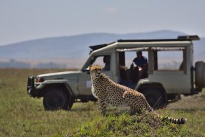 A cheetah stands in open grassland beside a safari vehicle carrying wildlife watchers at a game reserve.