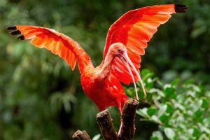 Scarlet ibis spreading its vivid red-orange wings while perched among tropical greenery at Parque das Aves near Iguazú Falls